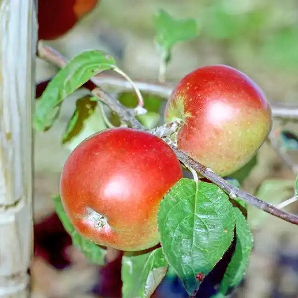 Cigányalma almafa